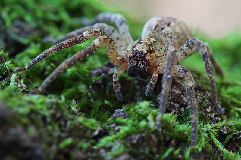 Zoropsis  sp.